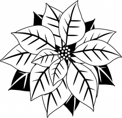 28+ Collection of Christmas Poinsettia Clipart Black And White ...