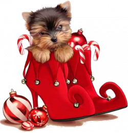 Merry Christmas | Merry Canine Christmas! | Pinterest | Merry, Dog ...