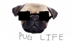 Pug Life PNG Clipart - peoplepng.com
