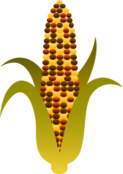 Indian Harvest Corn Maize - Free Clip Art | Autumn:Sticker ...