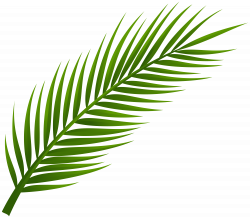 Palm Tree Leaf PNG Clip Art - Best WEB Clipart