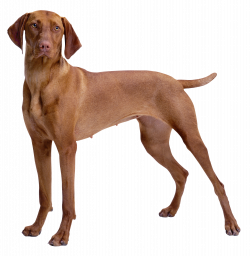 Brown Dog PNG Clipart - Best WEB Clipart