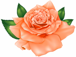 Beautiful Orange Rose PNG Clipart - Best WEB Clipart