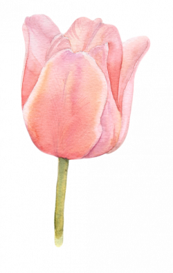Watercolor tulips | Botanical Illustration | Pinterest | Watercolor ...