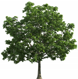 Tree Transparent PNG Clip Art - Best WEB Clipart