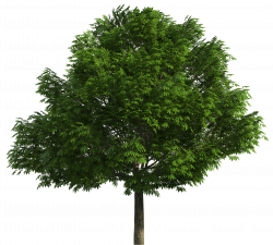 Realistic Tree PNG Clip Art - Best WEB Clipart