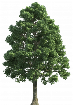 Green Realistic Tree PNG Clip Art - Best WEB Clipart