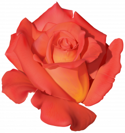 Orange Rose PNG Clipart - Best WEB Clipart