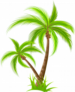 Palm PNG Clip Art - Best WEB Clipart