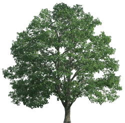 Tree Realistic PNG Clip Art - Best WEB Clipart
