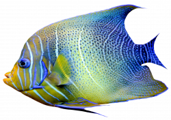 Realistic Fish Blue and Yellow PNG Clipart - Best WEB Clipart