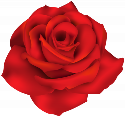 Single Red Rose PNG Clip Art Image | Gallery Yopriceville - High ...