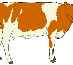 Cow images clipart cow clipart clipart clipart panda free clipart ...