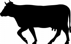 Cow Cattle Beef Animal Mammal PNG Image - Picpng