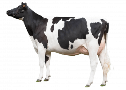 Cow Looking Left transparent PNG - StickPNG
