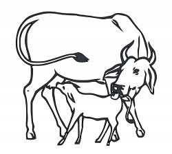 28+ Collection of Cow With Calf Drawing | High quality, free ...