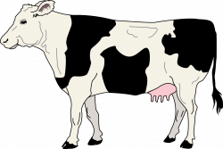 Colored pattern of spotted cow free image