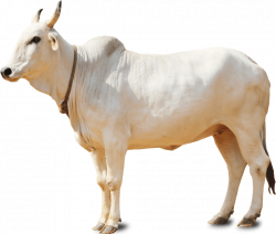 Baby Cow PNG HD Transparent Baby Cow HD.PNG Images. | PlusPNG