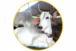 Save Indian Cows - Kriya yoga Meditation | Alternative Therapy ...
