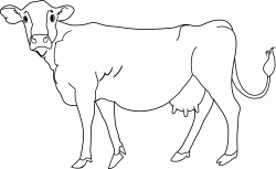 28+ Collection of White Cow Clipart | High quality, free cliparts ...