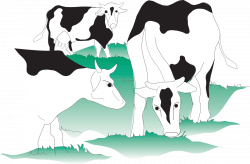 PRIMARY PRODUCTION OF MILK | Dairy Processing Handbook