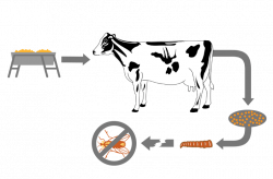 Feed Through Fly Control | Dairy | Fly Control for Cattle