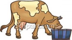 Dairy Cow Taking a Drink - Royalty Free Clipart Picture