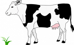 Black, Blanche, Cow, Grass, Noire | English | Pinterest | Cow