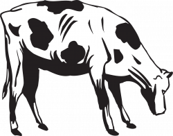 Cow Grazing Eating Livestock PNG Image - Picpng