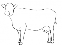 How To Draw A Cow | Drawing | Cow drawing, Cow painting ...