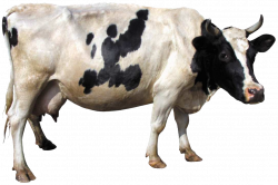 Cow PNG images and Clipart free download