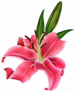 Pink lilies clipart #2 | Flores | Pinterest | Pink lily, Clipart ...