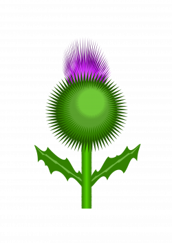 Scottish Thistle by @kevie, The flower of Scotland: the thistle, on ...