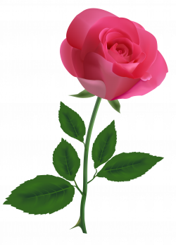 Pink Rose Clipart PNG Image | Design | Pinterest | Pink roses