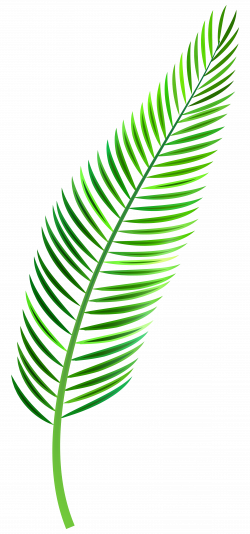 Palm Leaf PNG Clip Art - Best WEB Clipart