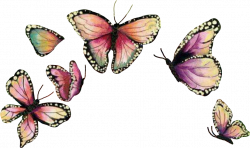 butterfly crown butterflywings Mariposa sticker...