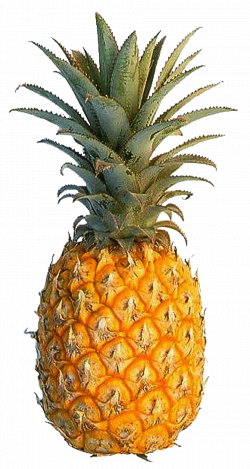 Pineapples became the rage in the finer houses during the Georgian ...