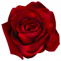 Transparent Red Rose PNG Clipart Picture | Цветы | Pinterest ...