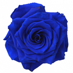 Blue rose Flower Navy blue Clip art - blue flower 738*738 transprent ...
