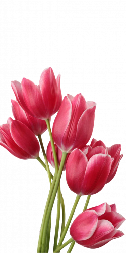 Flower Tulips in a Vase Clip art - tulip 1024*2048 transprent Png ...