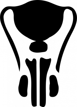 Male Reproductive System Svg Png Icon Free Download (#266860 ...