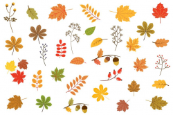Autumn leaves clipart, Fall foliage clip art set