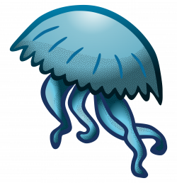Clipart - jellyfish - coloured
