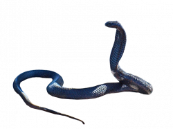 Cobra Snake PNG by LG-Design on DeviantArt