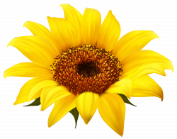 Sunflower Clipart PNG Image | Gallery Yopriceville - High-Quality ...