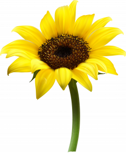 Sunflower PNG images free download