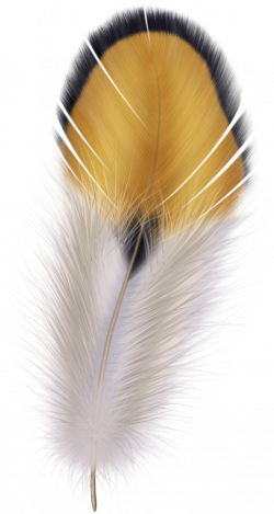 feather05.png | Pinterest | Feathers, Feather illustration and Silk ...