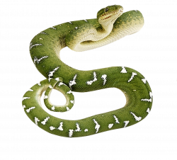 Snake Thirty-five | Isolated Stock Photo by noBACKS.com