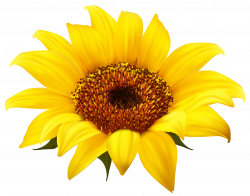 PNG Sunflower Transparent Sunflower.PNG Images. | PlusPNG