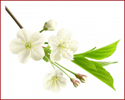 Appealing Spring Branch With White Tree Png Clipart Godly Image For ...